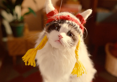 7Days „Prank the Routine“